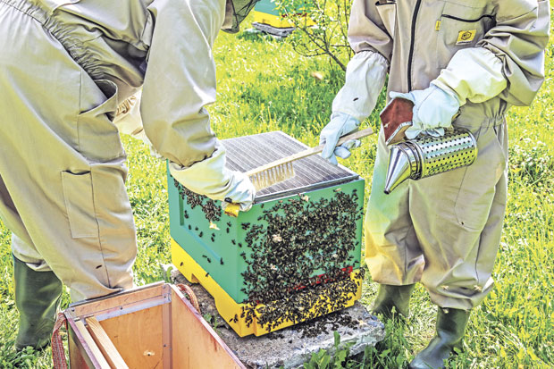 Букова гљива је најбоља
